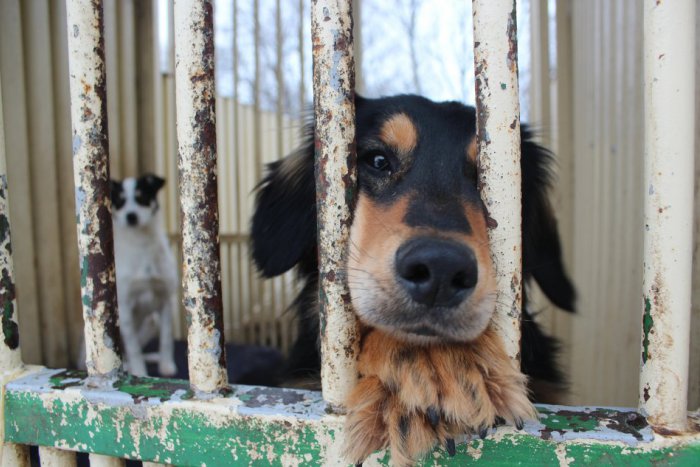 Ilustračný obrázok k článku Ukradnutých psov ratovala hliadka polície: Zlodej ešte k tomu aj nafúkal