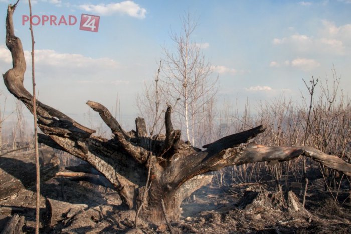 Ilustračný obrázok k článku Hasiči pokračujú v likvidácii požiaru lesného porastu. Situáciu majú pod kontrolou