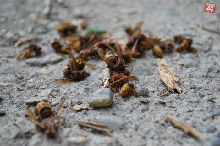 Ilustračný obrázok k článku Pod Tatrami útočil hmyz: Pohotovosť využili aj tí, ktorí hmyz prehltli!
