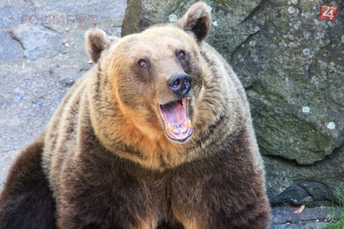 Ilustračný obrázok k článku Medvede už asi spia: Krízový štáb v Tatrách odvolal mimoriadnu situáciu