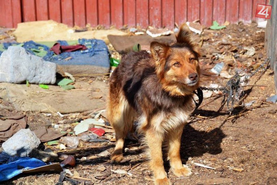Ilustračný obrázok k článku Voľne pustené psy: Popradskí mestskí policajti pokutovali ich majiteľov