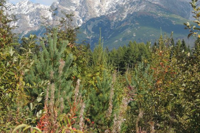 Ilustračný obrázok k článku Lesnícke dni pod Tatrami: Kežmarok bude patriť lesníkom a všetkým, ktorí majú radi les