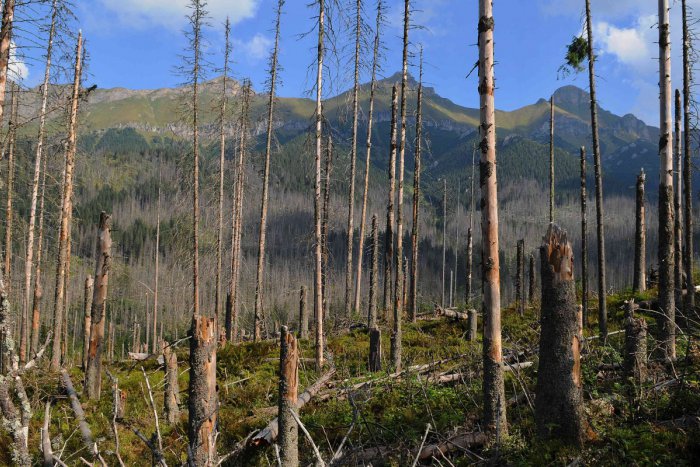 Ilustračný obrázok k článku Lesníci pomáhajú tatranským lesom: Po zime sa začína opäť sadiť