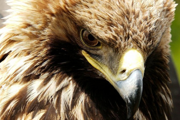 Ilustračný obrázok k článku Spod Tatier do sveta: Mláďatá orlov kráľovských navštívili už aj Bielorusko