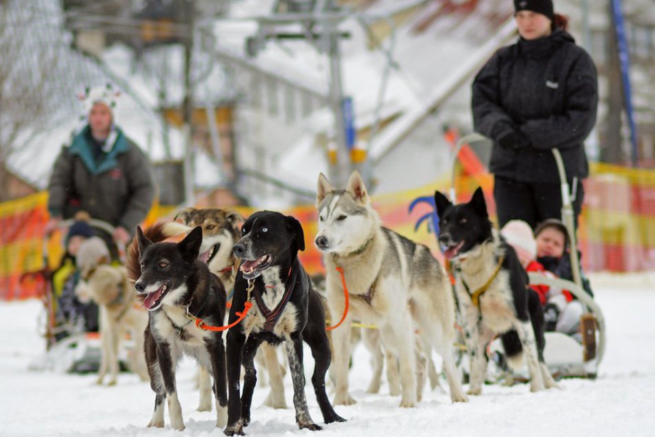 Ilustračný obrázok k článku Mega akcia pre celé rodiny: Do Tatier opäť zavítajú Snežné psy