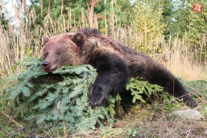 Ilustračný obrázok k článku Máme o jedného medveďa menej: Statná medvedica padla po jedinom výstrele!