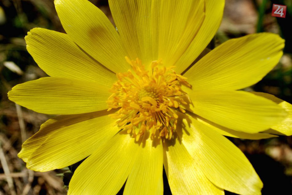 Ilustračný obrázok k článku Pod Tatrami rozkvitla kvetina s božským menom. Kedysi sa používala na liečbu srdcových dysfunkcií