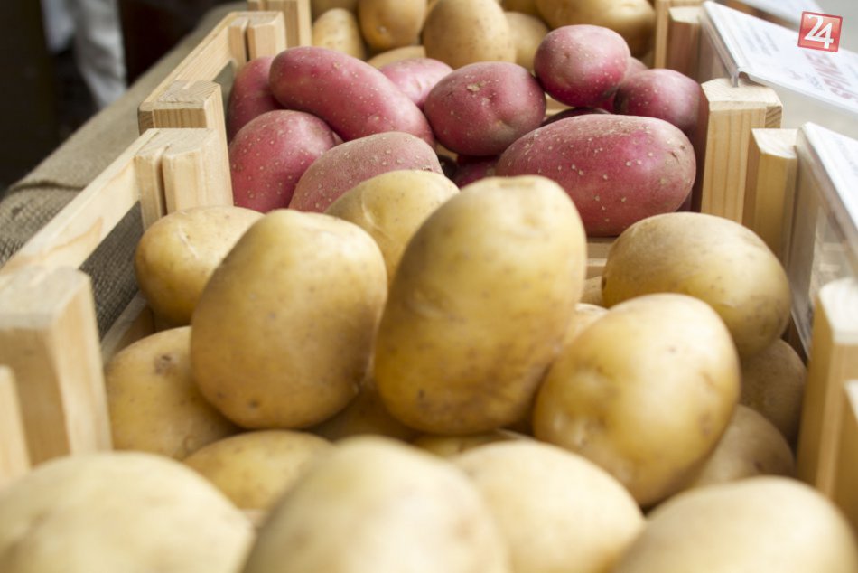 Ilustračný obrázok k článku Počasie ovplyvnilo úrodu zemiakov: Na juhu bude menej, na severe viac!