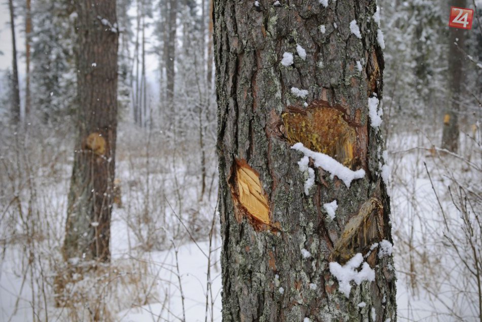 Ilustračný obrázok k článku Z tatranských lesov mizne drevo: Rúbe sa najmä v okolí rómskych osád