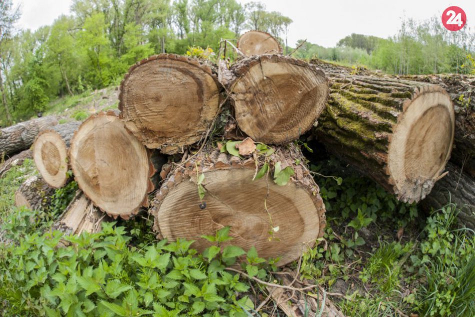 Ilustračný obrázok k článku Slováci naleteli ďalšiemu hoaxu: Dostanú Rómovia zadarmo drevo z našich lesov?