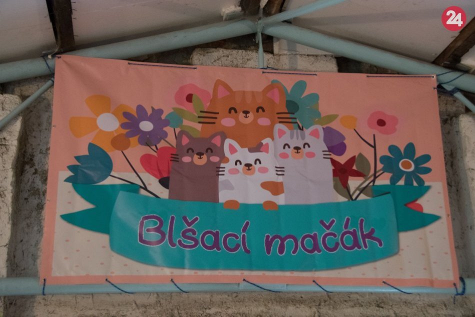 Ilustračný obrázok k článku Benefičný obchodík, vegan dobroty a mačičky: Štartuje Blšací mačák vo švábovskom útulku