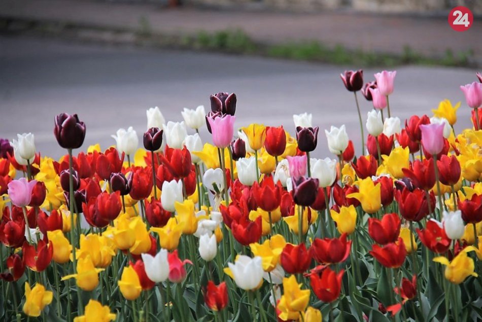 Ilustračný obrázok k článku Poprad rozkvitol: Mesto ožilo farbami desaťtisícov tulipánov dovezených priamo z Holandska