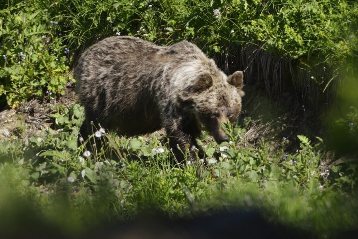 Ilustračný obrázok k článku Medvede sa pustili do veľkého jarného "upratovania" Tatier