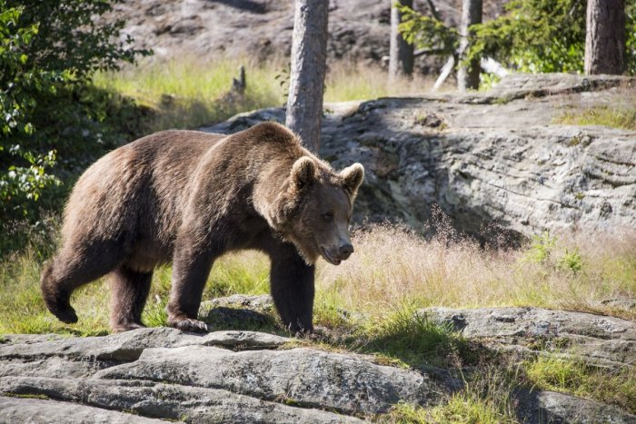 Ilustračný obrázok k článku Experiment zlyhal: Tatranskú medvedicu museli utratiť, mláďatá putujú do zoo