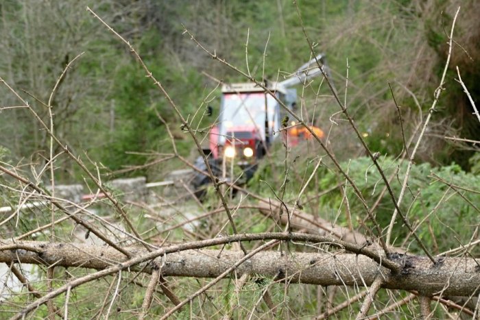 Ilustračný obrázok k článku Dôsledky smršte na severe Slovenska: Lesníci už narátali desaťtisíce kubíkov dreva