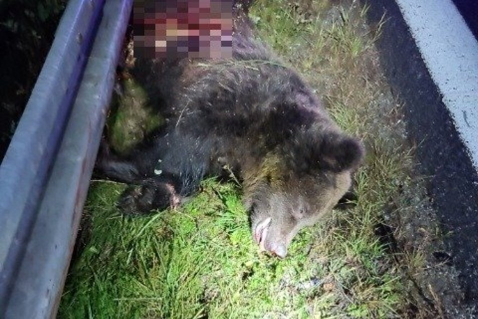 Ilustračný obrázok k článku Na severnej diaľnici došlo k zrážke medveďa: Zásahový tím ho usmrtil priamo na mieste