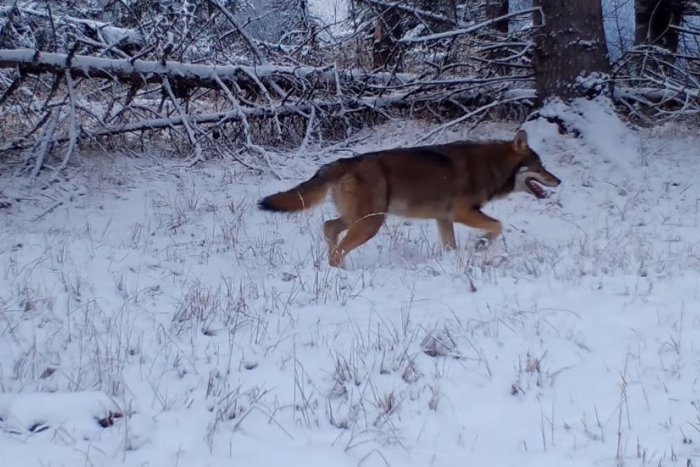 Ilustračný obrázok k článku JEDINEČNÉ zábery spod Tatier, ktoré len tak neuvidíme: Jeleňov v lese naháňali vlci, VIDEO